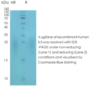 Human IL3 Recombinant Protein (HEK293 Expression) — Tag Free
