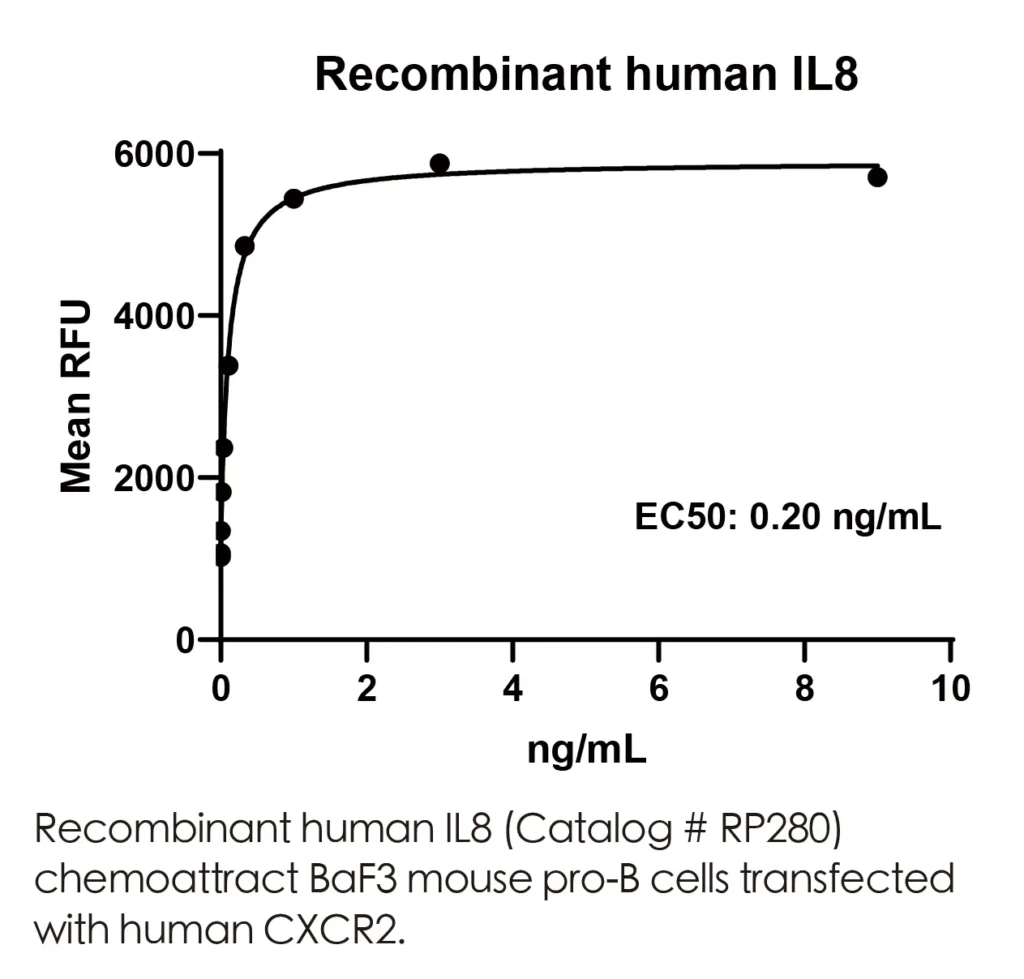 Human IL8 Recombinant Protein (HEK293 Expression) — Tag Free - Image 3