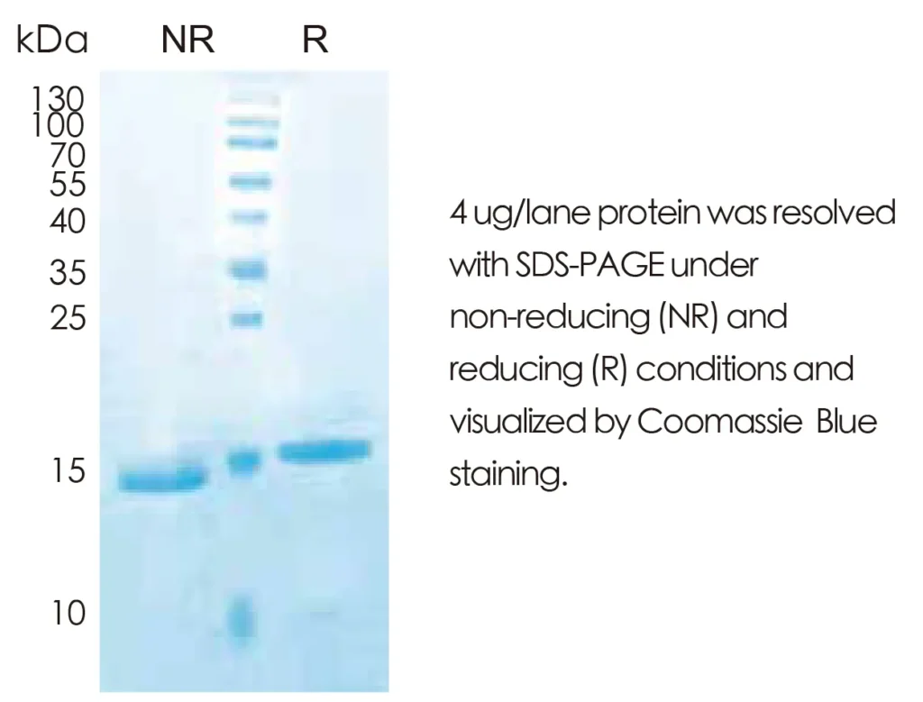 Human IL10 Recombinant Protein (HEK293 Expression) — Tag Free - Image 1
