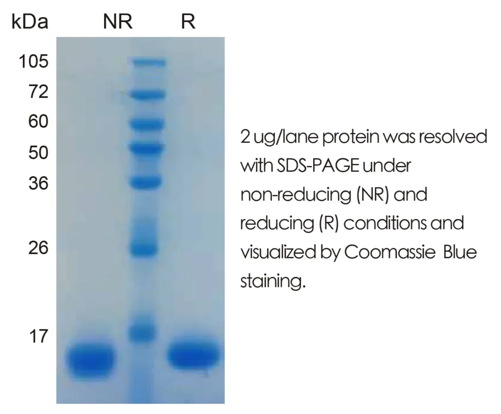 Human IL33 Recombinant Protein (E.coli Expression) — Tag Free - Image 1