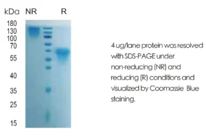 Human M-CSF Recombinant Protein (HEK293 Expression)