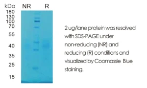 Human SCF Recombinant Protein (HEK293 Expression) — Tag Free