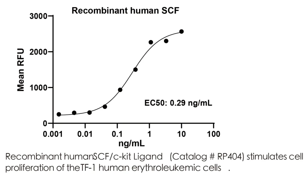 Human SCF Recombinant Protein (HEK293 Expression) — Tag Free - Image 2