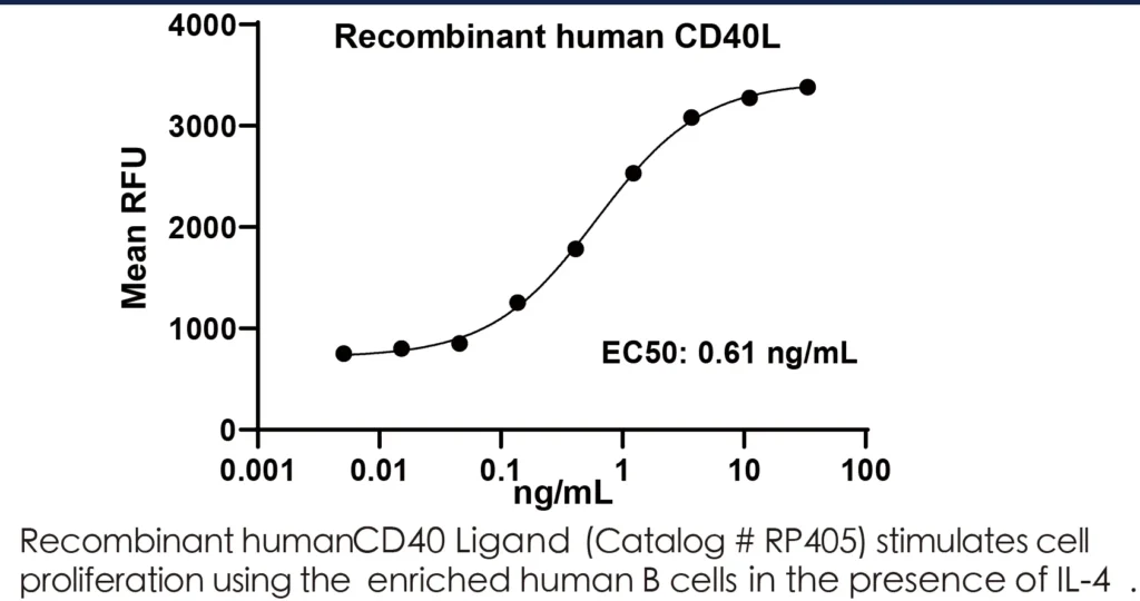 Human CD40L Recombinant Protein (HEK293 Expression) — Tag Free - Image 2