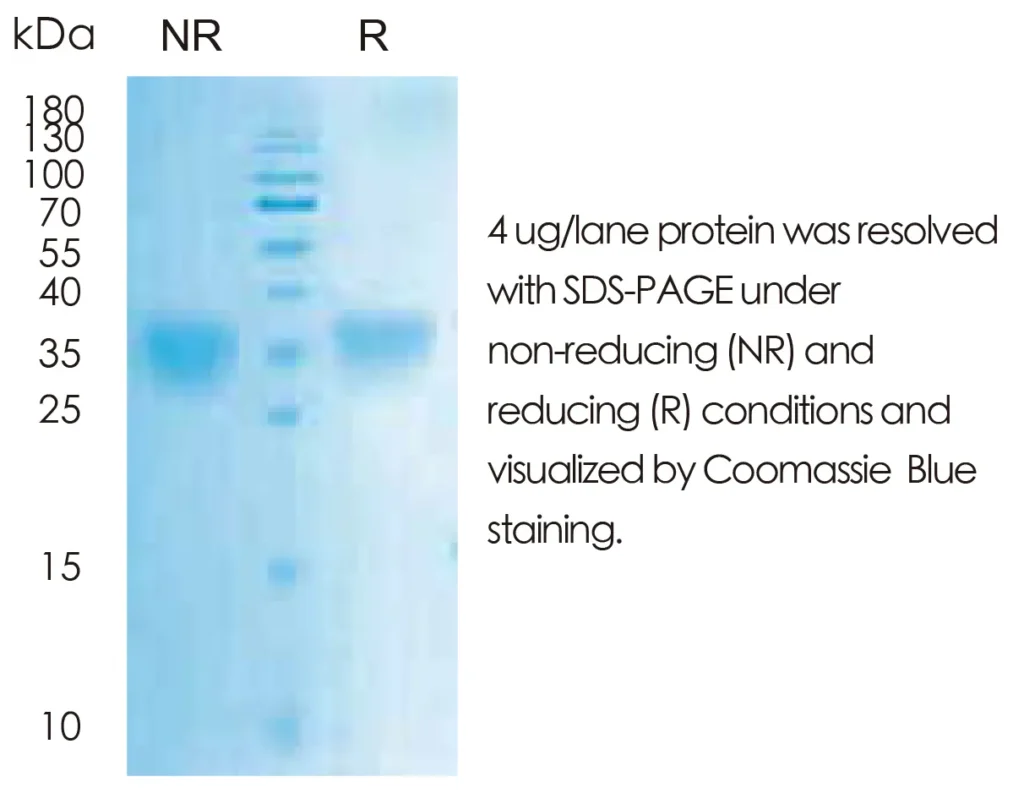 Human EPO Recombinant Protein (HEK293 Expression) — Tag Free - Image 1