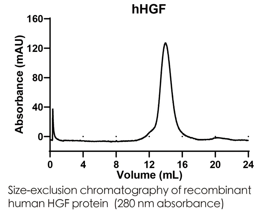 Human HGF Recombinant Protein (HEK293 Expression) — Tag Free - Image 2