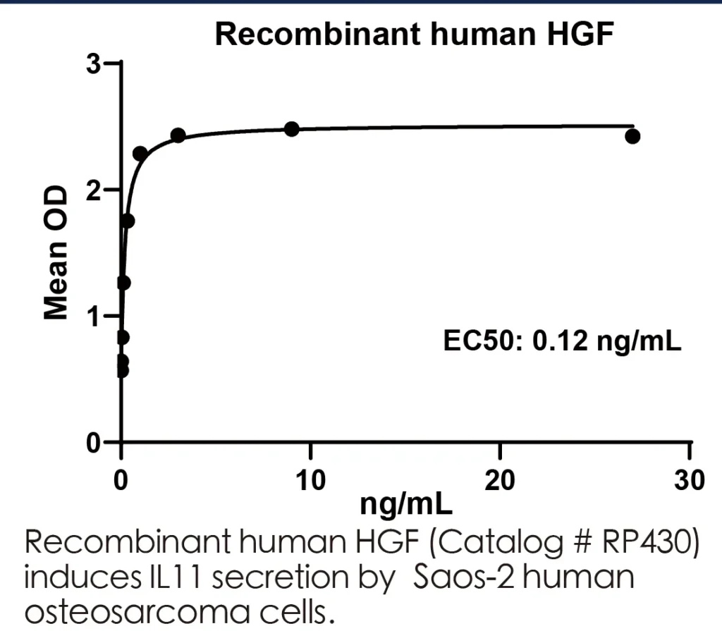 Human HGF Recombinant Protein (HEK293 Expression) — Tag Free - Image 3