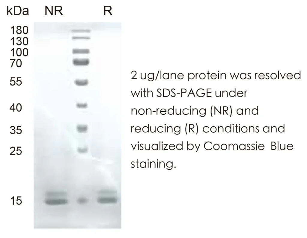 Human TNFa Recombinant Protein (HEK293 Expression) — Tag Free - Image 1