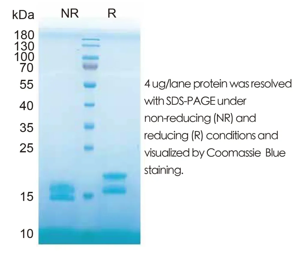 Human IFNA2 Recombinant Protein (HEK293 Expression) — Tag Free - Image 1