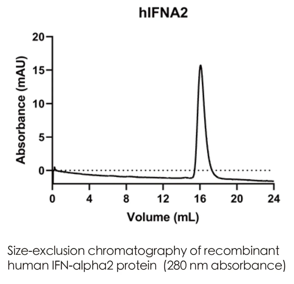 Human IFNA2 Recombinant Protein (HEK293 Expression) — Tag Free - Image 2