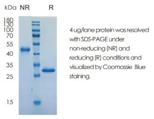 Human VEGFA Recombinant Protein (HEK293 Expression) — Tag Free