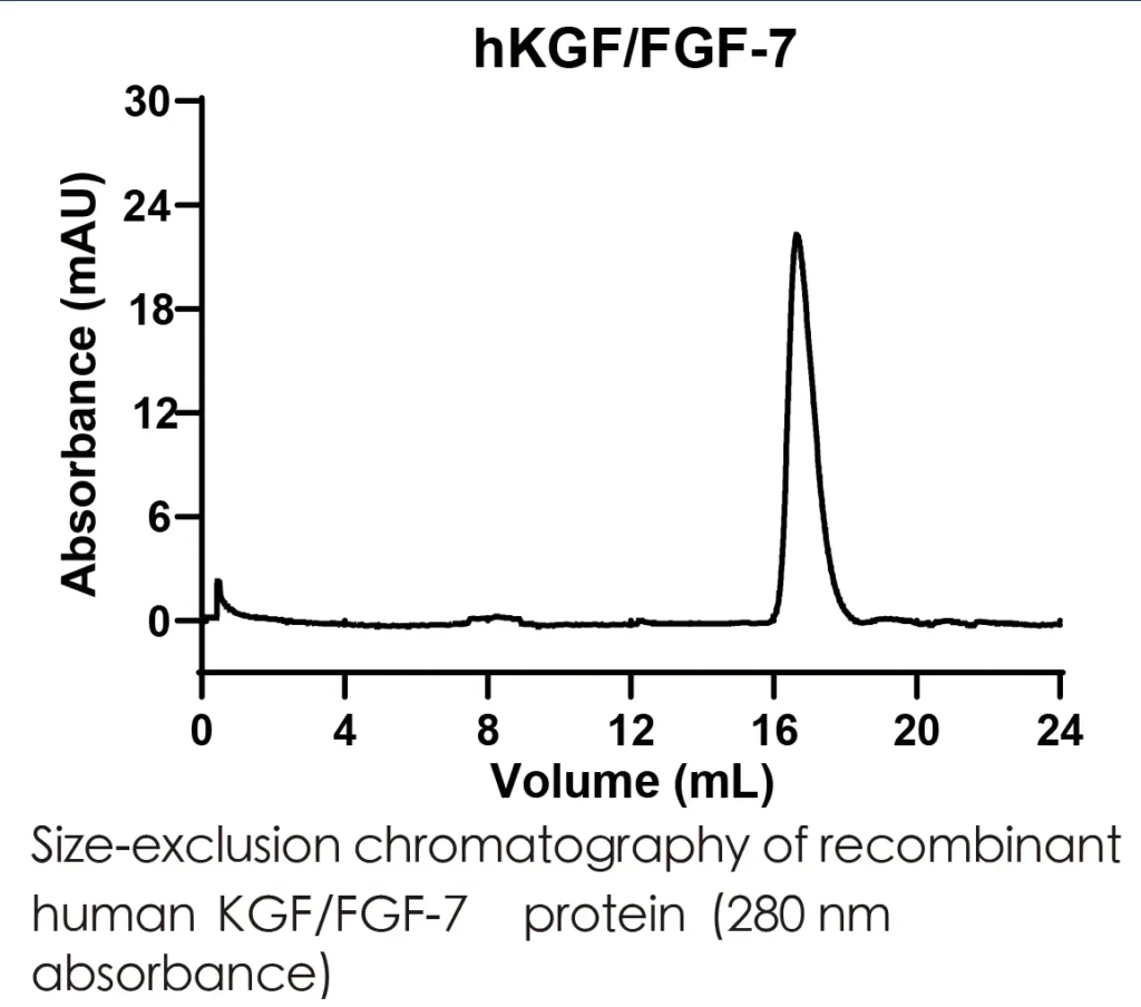 Human FGF7 Recombinant Protein (HEK293 Expression) — Tag Free - Image 2