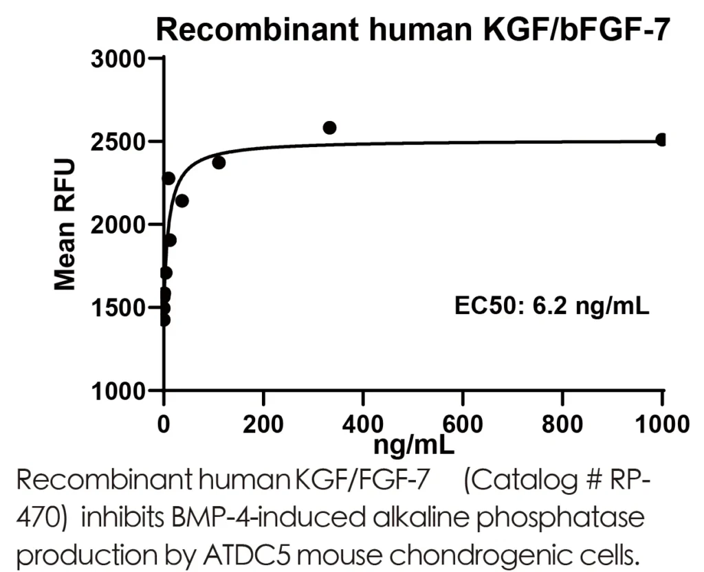 Human FGF7 Recombinant Protein (HEK293 Expression) — Tag Free - Image 3