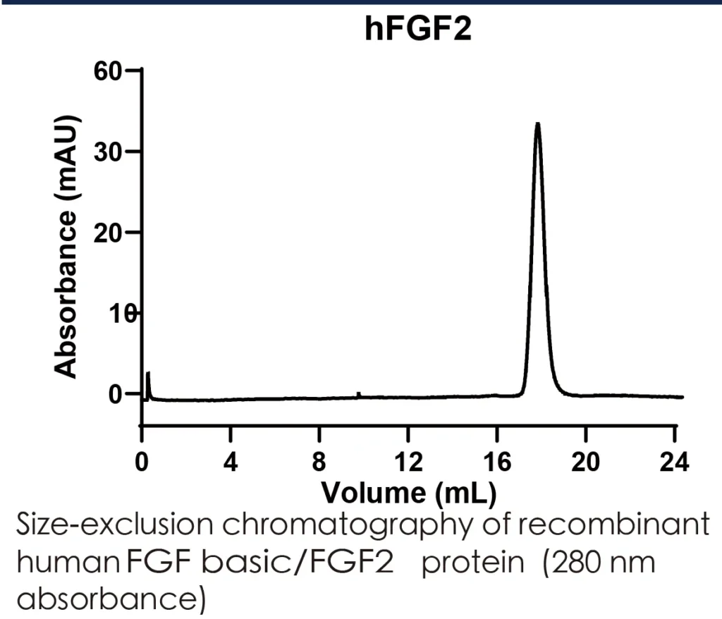 Human FGF2 Recombinant Protein (HEK293 Expression) — Tag Free - Image 2