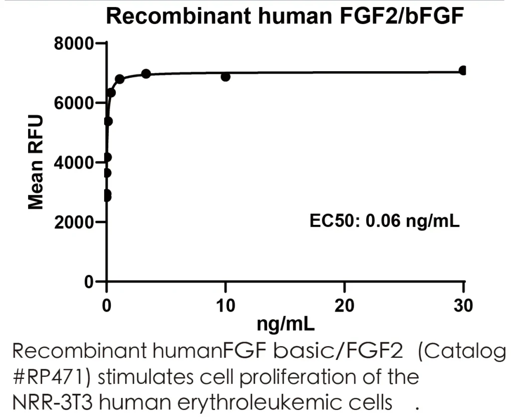 Human FGF2 Recombinant Protein (HEK293 Expression) — Tag Free - Image 3