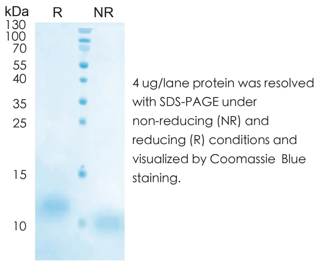 Human EGF Recombinant Protein (HEK293 Expression) — Tag Free - Image 1
