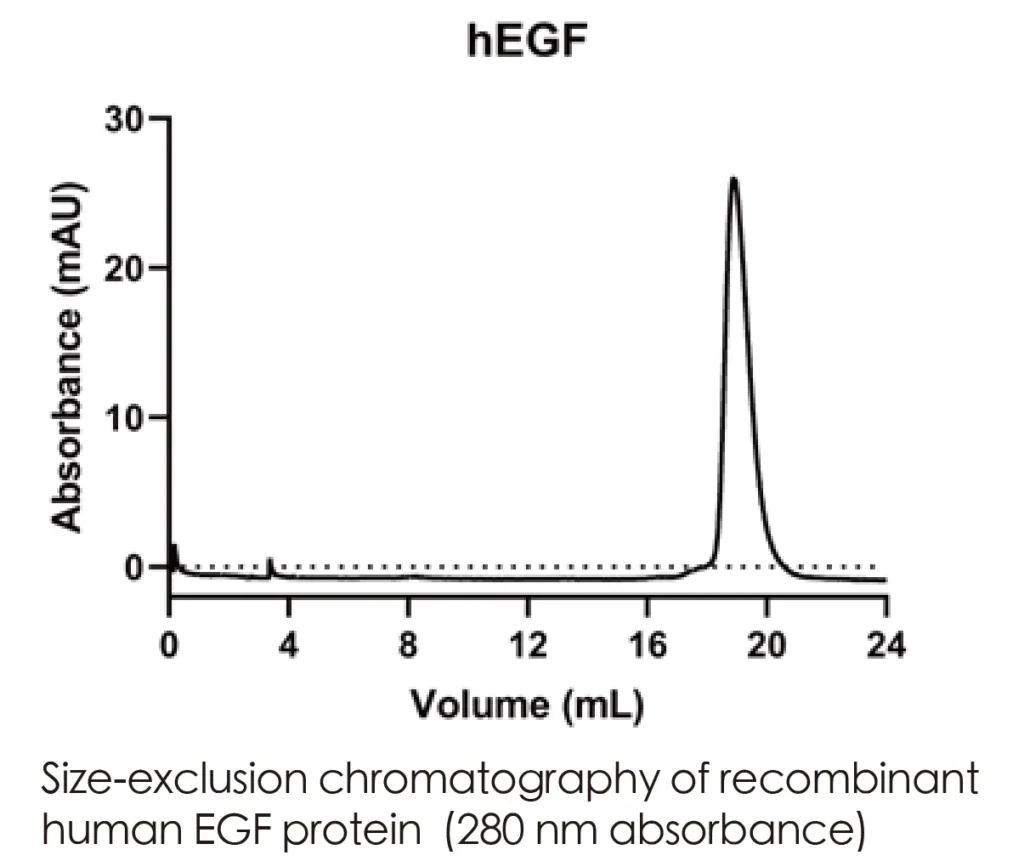 Human EGF Recombinant Protein (HEK293 Expression) — Tag Free - Image 2