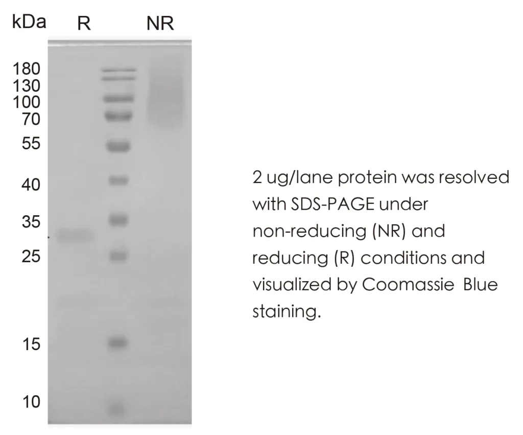 Human Noggin Recombinant Protein (HEK293 Expression) — Tag Free - Image 1