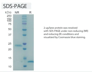 Human TGFb1 Recombinant Protein (HEK293 Expression) — Tag Free