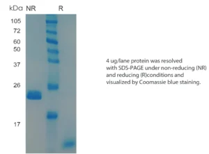 Human TGFb2 Recombinant Protein (HEK293 Expression) — Tag Free