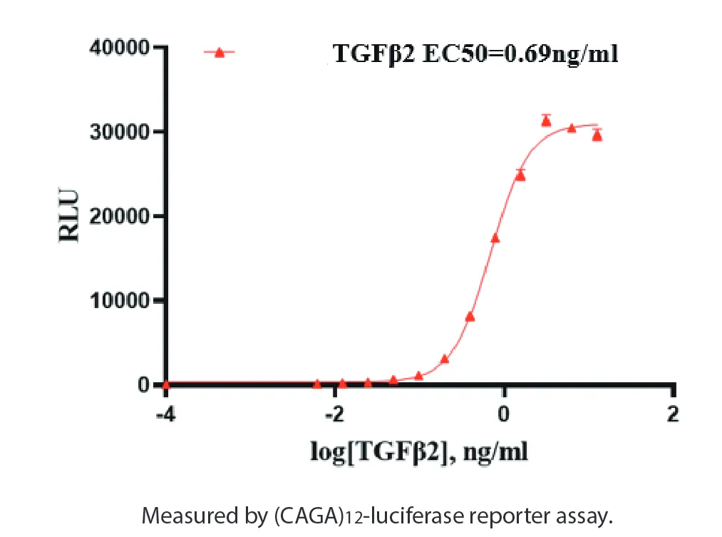 Human TGFb2 Recombinant Protein (HEK293 Expression) — Tag Free - Image 2