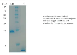 Human TGFb3 Recombinant Protein (HEK293 Expression) — Tag Free