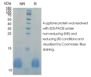 Human IGF2 Recombinant Protein (HEK293 Expression) — Tag Free