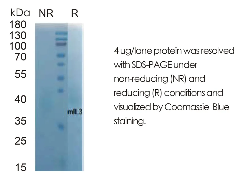 Mouse IL3 Recombinant Protein (HEK293 Expression) — Tag Free - Image 1