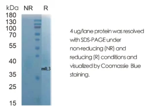 Mouse IL3 Recombinant Protein (HEK293 Expression) — Tag Free