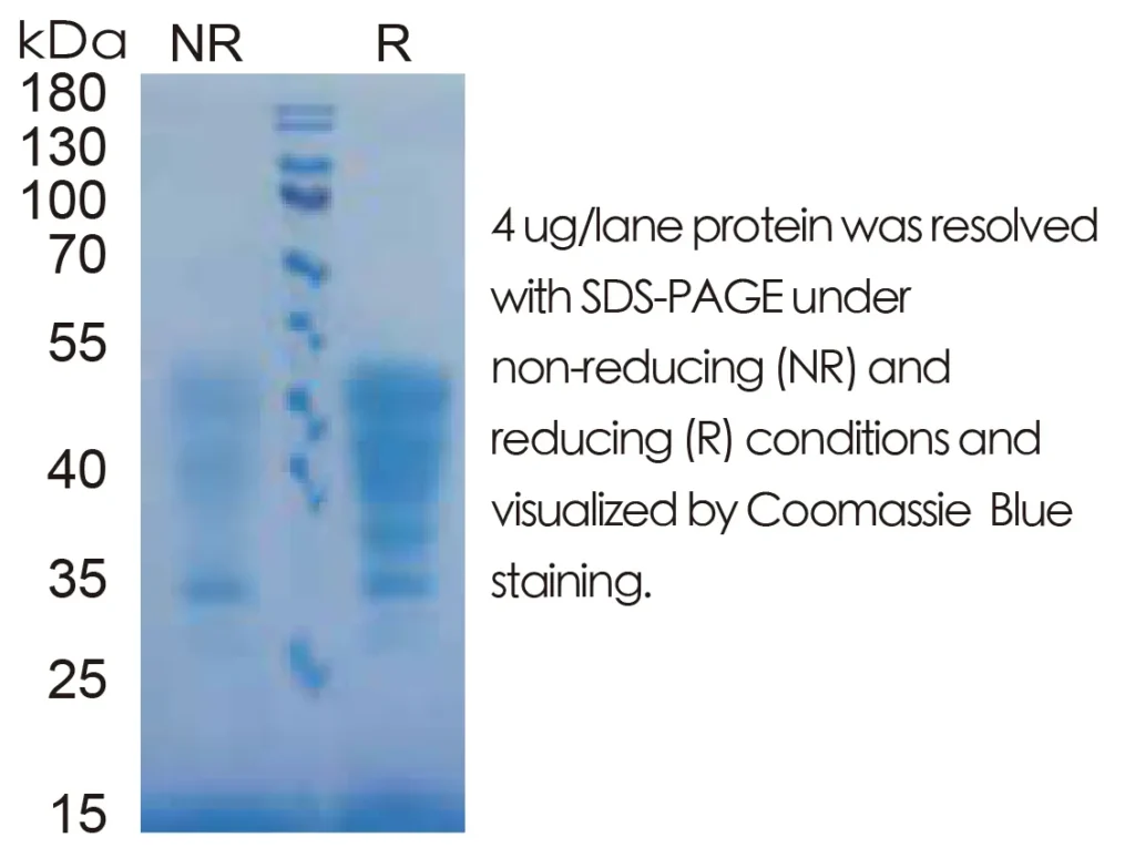 Mouse SCF Recombinant Protein (HEK293 Expression) — Tag Free - Image 1