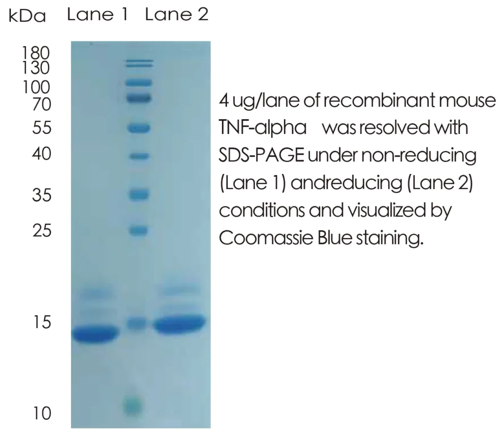 Mouse TNFa Recombinant Protein (HEK293 Expression) — Tag Free - Image 1