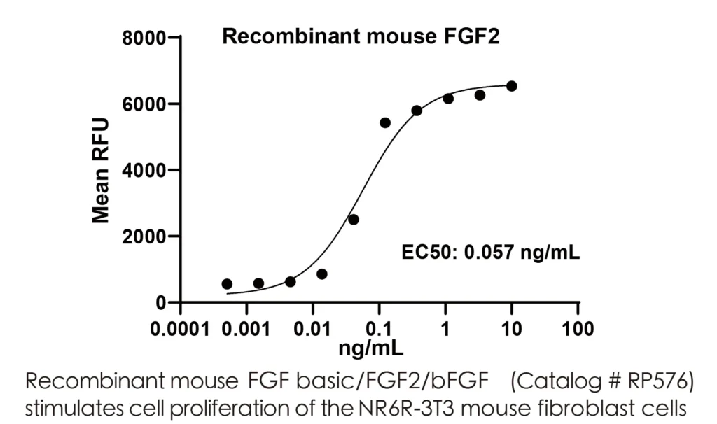 Mouse FGF2 Recombinant Protein (HEK293 Expression) — Tag Free - Image 2