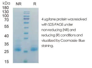 Mouse IFNg Recombinant Protein (HEK293 Expression) — Tag Free