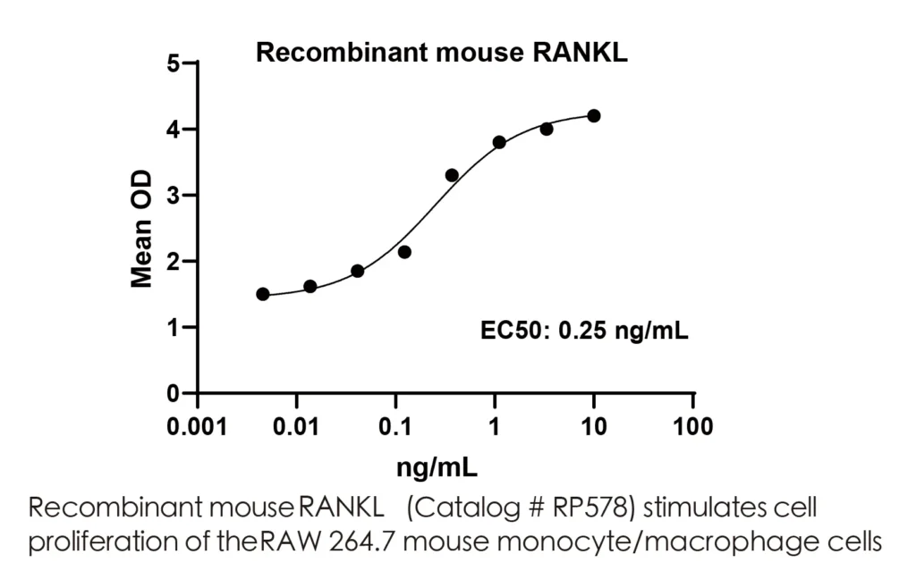 Mouse RANKL Recombinant Protein (HEK293 Expression) — Tag Free - Image 2