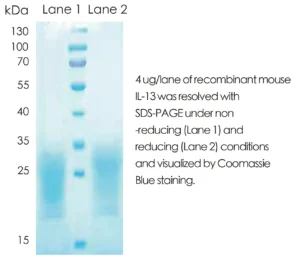 Mouse IL13 Recombinant Protein (HEK293 Expression) — Tag Free