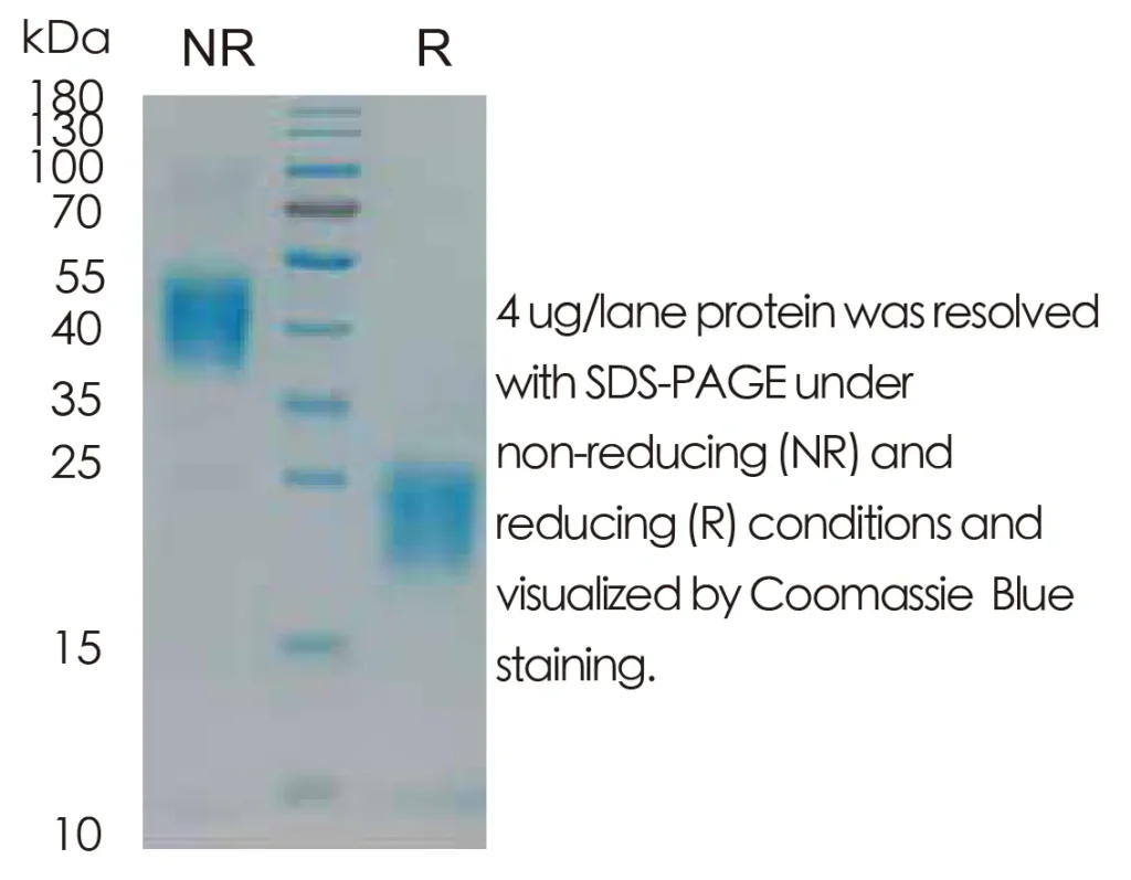 Human PIGF Recombinant Protein (HEK293 Expression) — Tag Free - Image 1