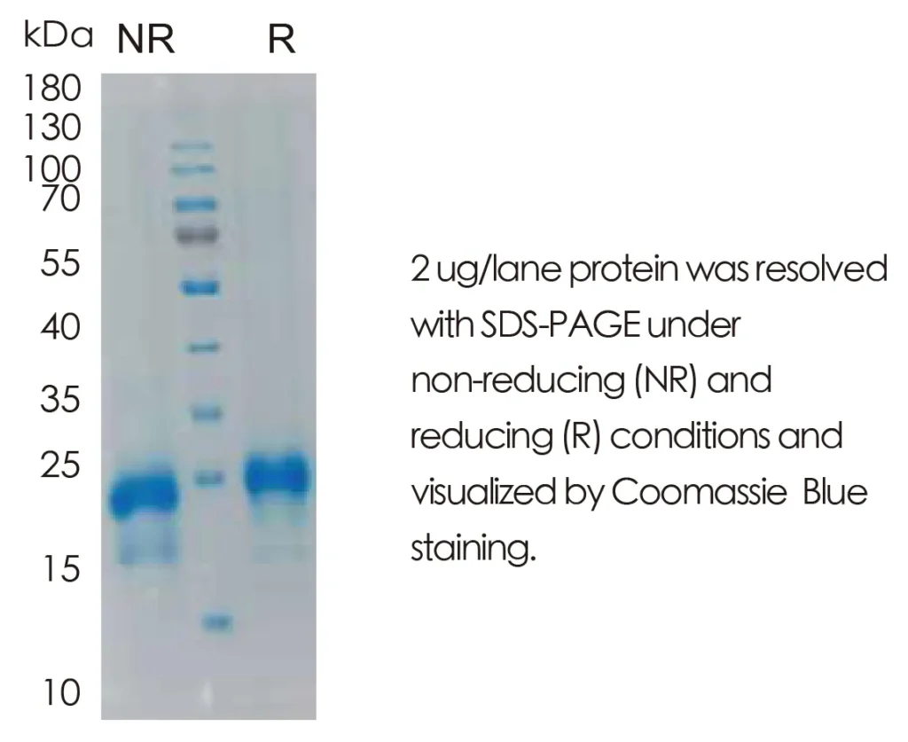 Human R-Spondin 1 Recombinant Protein (HEK293 Expression) — Tag Free - Image 1