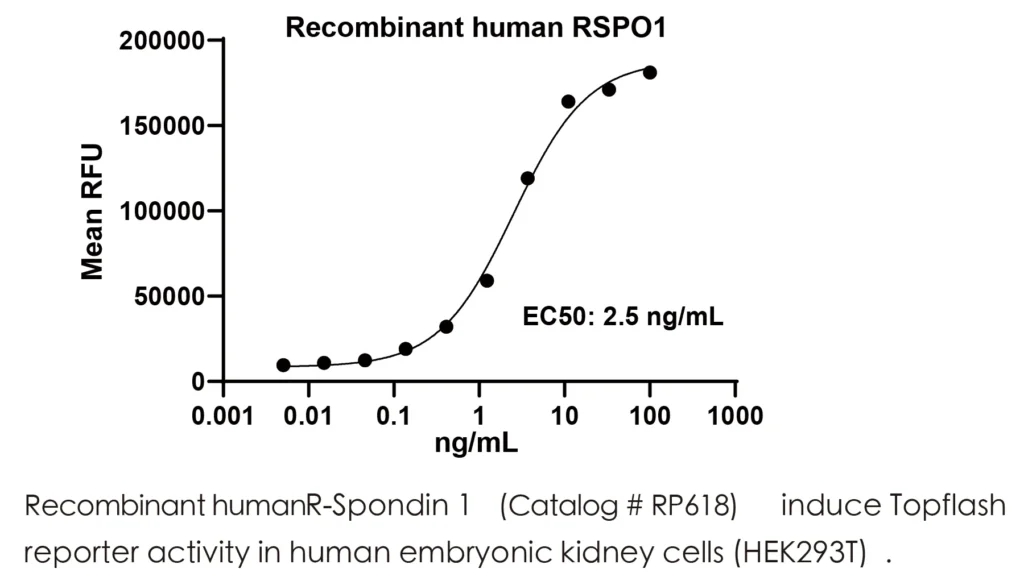 Human R-Spondin 1 Recombinant Protein (HEK293 Expression) — Tag Free - Image 2
