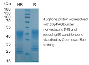 Mouse EPO Recombinant Protein (HEK293 Expression) — Tag Free