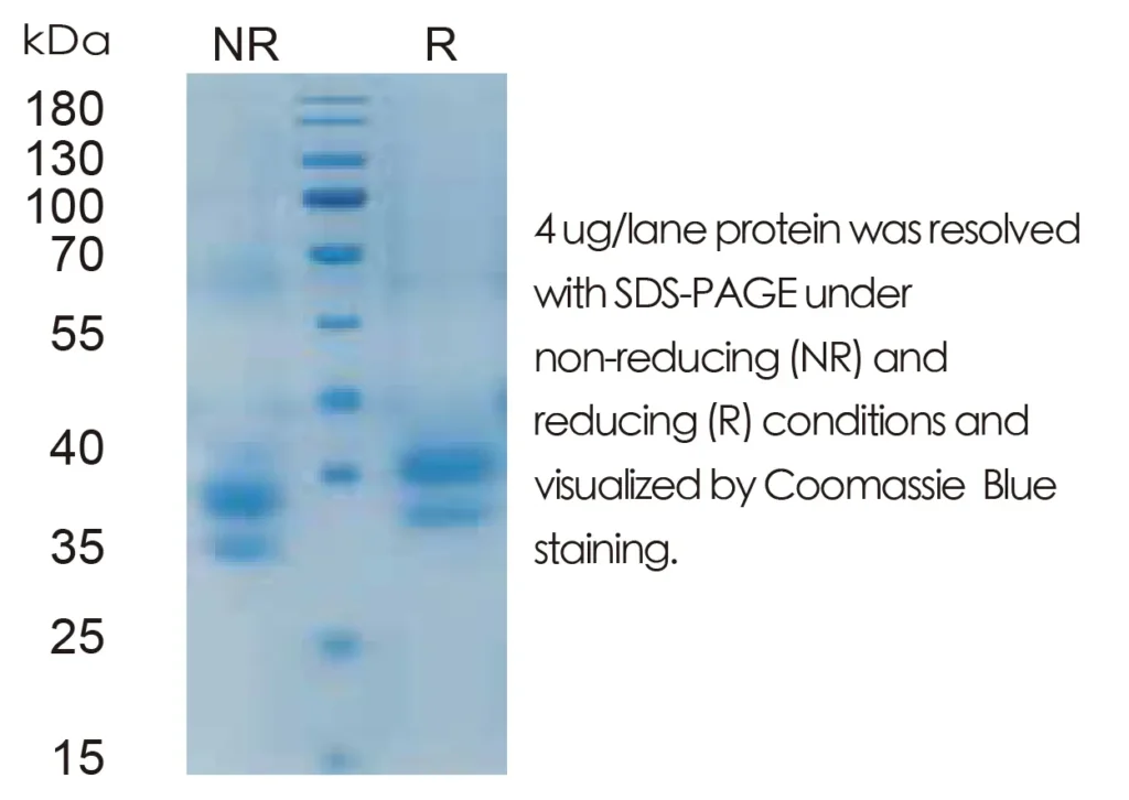 Mouse FLT3L Recombinant Protein (HEK293 Expression) - Image 1