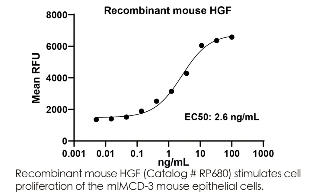Mouse HGF Recombinant Protein (HEK293 Expression) — Tag Free - Image 2