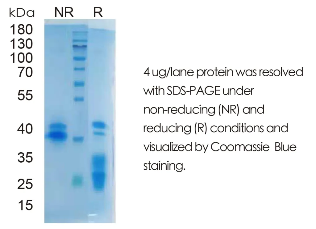 Mouse EGF Recombinant Protein (HEK293 Expression) — Tag Free - Image 1