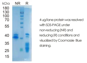 Mouse EGF Recombinant Protein (HEK293 Expression) — Tag Free
