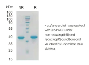 Mouse IFNA2 Recombinant Protein (HEK293 Expression) — Tag Free