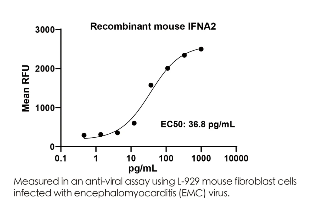 Mouse IFNA2 Recombinant Protein (HEK293 Expression) — Tag Free - Image 2