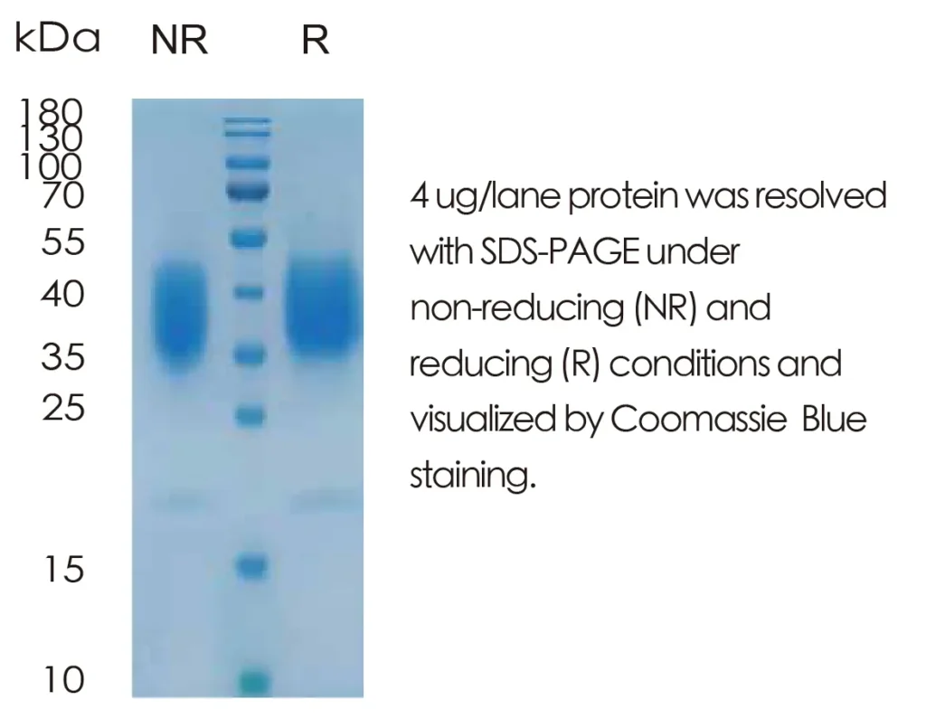 Mouse LIF Recombinant Protein (HEK293 Expression) — Tag Free - Image 1