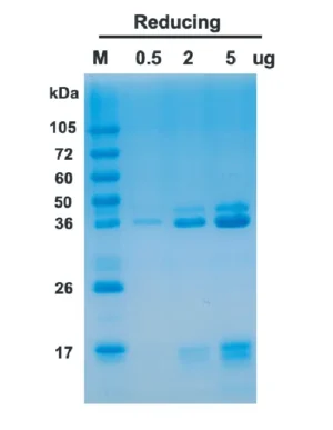 Human IL23 Recombinant Protein (HEK293 Expression)