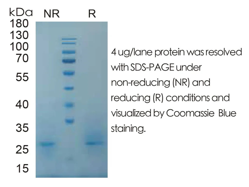 Mouse CSF2 Recombinant Protein (HEK293 Expression) — Tag Free - Image 1