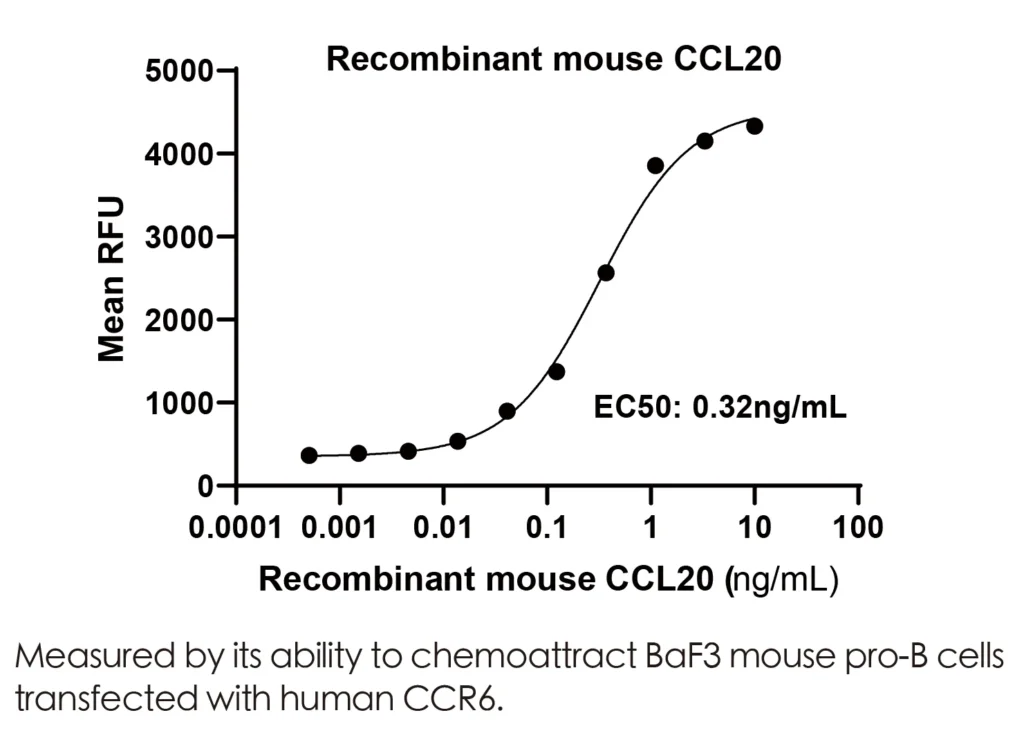 Mouse CCL20/MIP-3A Recombinant Protein (HEK293 Expression) — Tag Free - Image 2