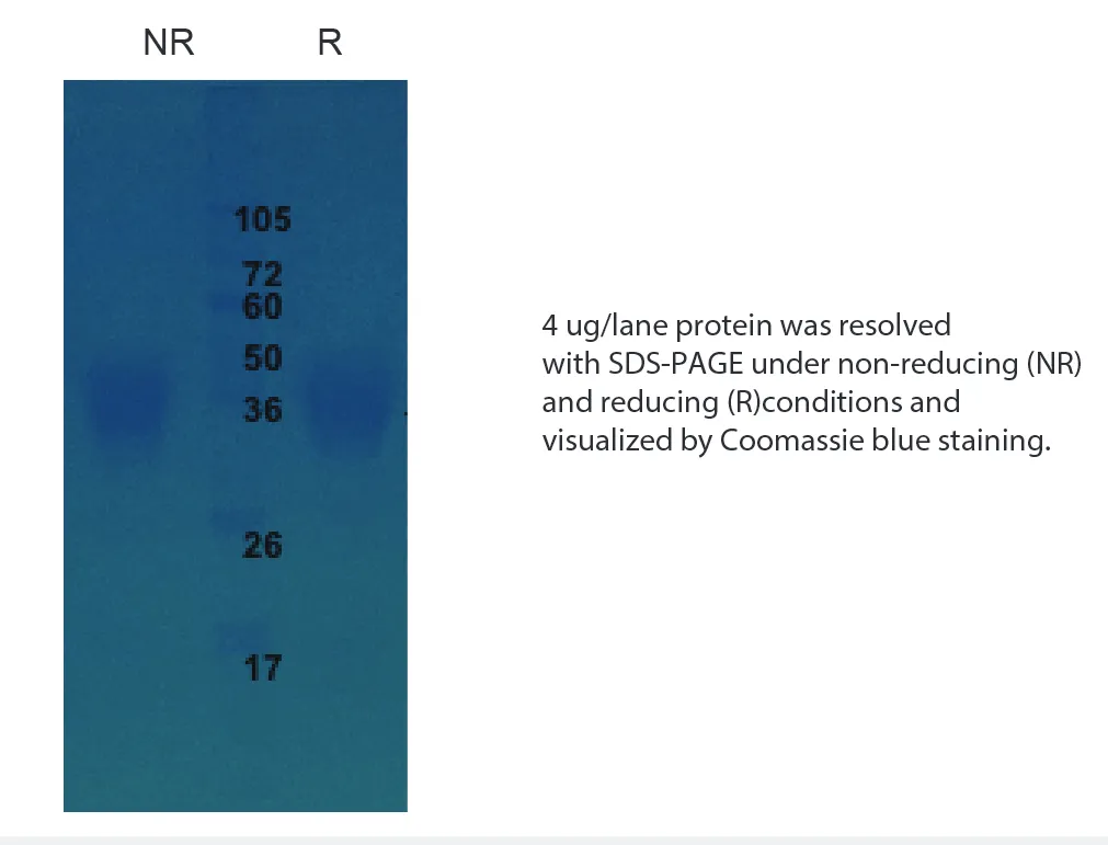 Human LIF Recombinant Protein (HEK293 Expression) - Image 1